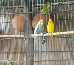Australia Parrots