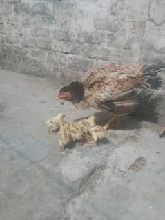Aseel murghi with 6 chicks 03005513350 0