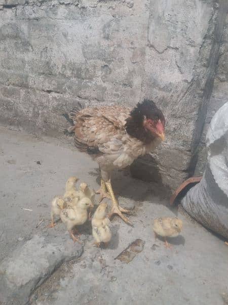 Aseel murghi with 6 chicks 03005513350 1