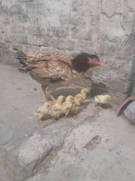 Aseel murghi with 6 chicks 03005513350 2