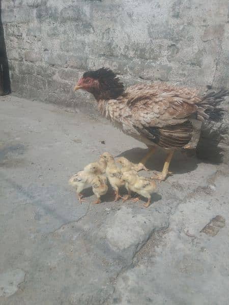 Aseel murghi with 6 chicks 03005513350 3