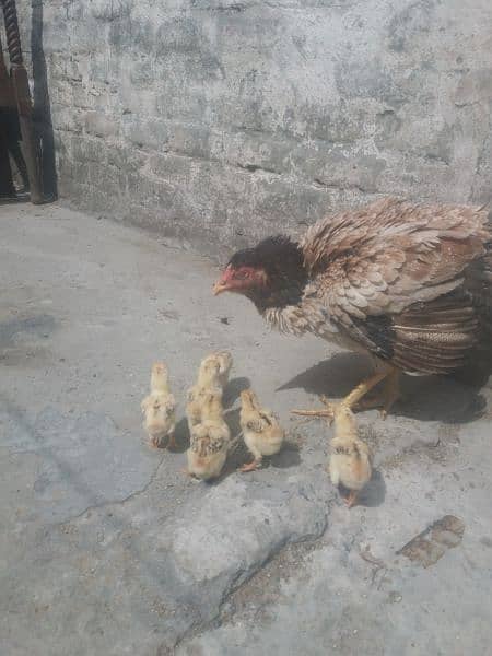 Aseel murghi with 6 chicks 03005513350 4