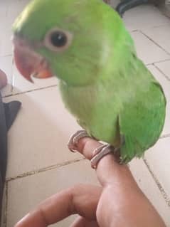 Ringneck Green Chick for sale