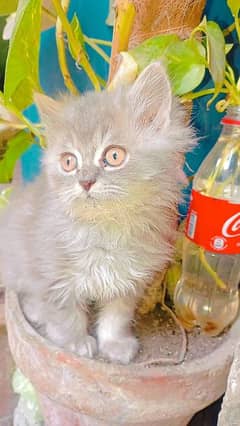 Male kitten for sale 0
