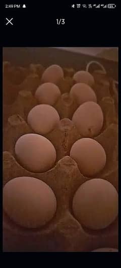 bantam eggs for sale or female 0