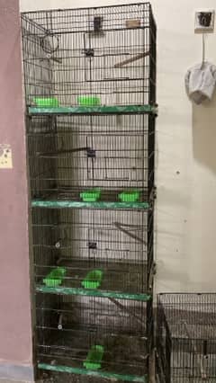 love birds+cages for sale
