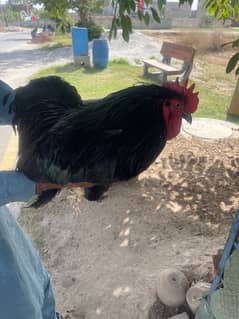 Black Cock 0