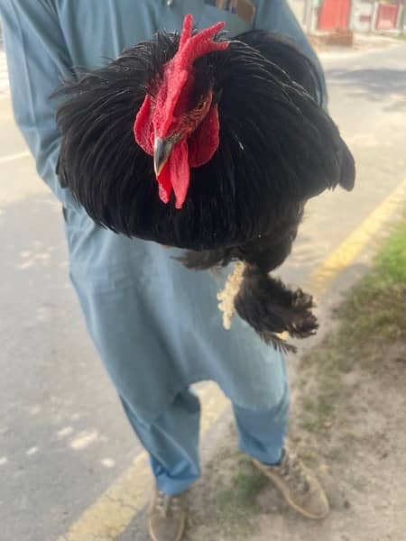 Black Cock 1