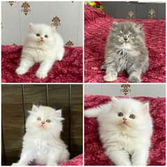 Persian kittens available now 03104479848 0