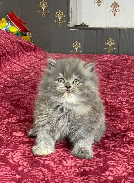 Persian kittens available now 03104479848 1