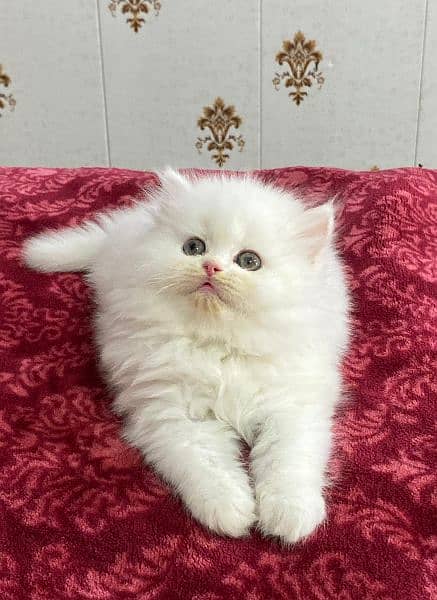 Persian kittens available now 03104479848 2