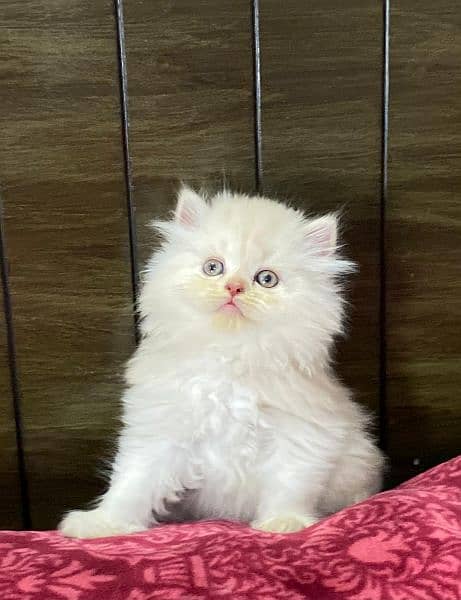Persian kittens available now 03104479848 3