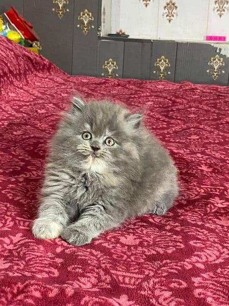 Persian kittens available now 03104479848 4