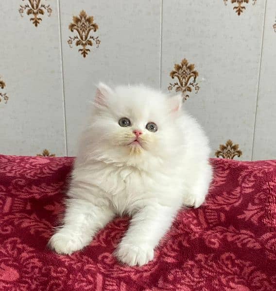 Persian kittens available now 03104479848 5