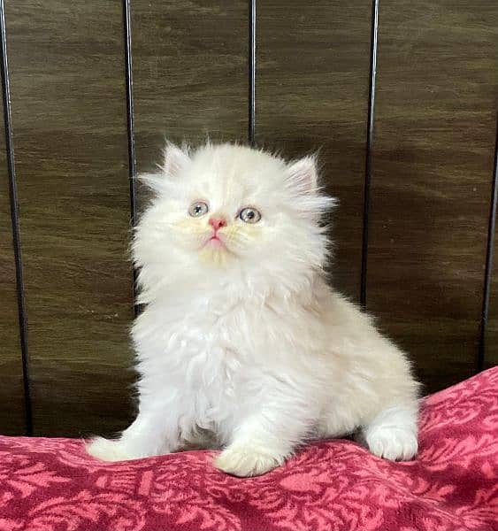 Persian kittens available now 03104479848 6