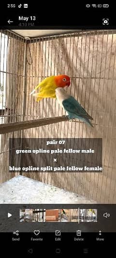 setup with boxes cages lovebirds quality birds 0