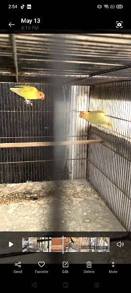 setup with boxes cages lovebirds quality birds 3