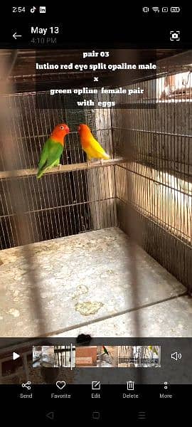 setup with boxes cages lovebirds quality birds 4