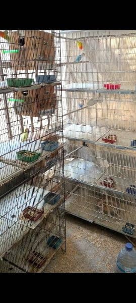 setup with boxes cages lovebirds quality birds 9