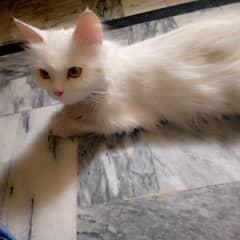 Persian Female Cat For Sale. 0