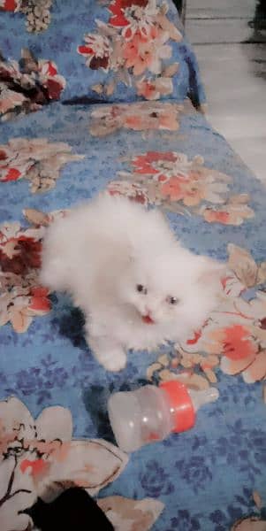 A persian cat 1
