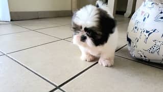 SHIHTZU PUPPIES MALE AND FEMALE AVAILABLE