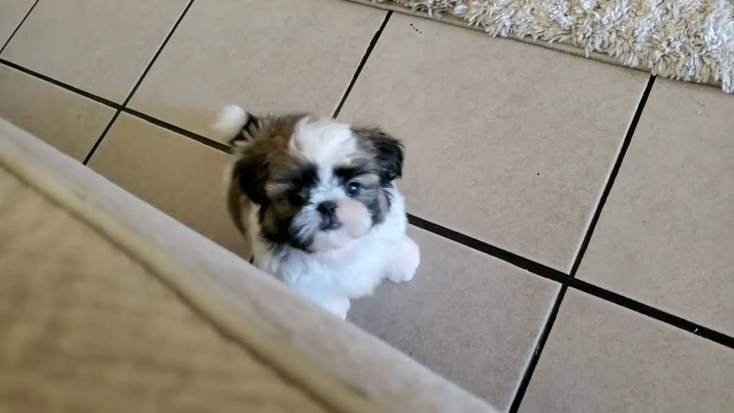 SHIHTZU PUPPIES MALE AND FEMALE AVAILABLE 1
