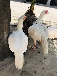 pure white Aseel hera pair for sale, murghi murgha, Aseel hens,