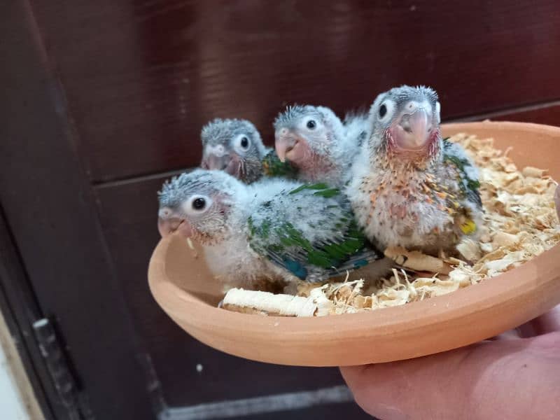 Red factor conures parrots chiks 1