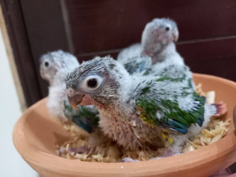 Red factor conures parrots chiks 2