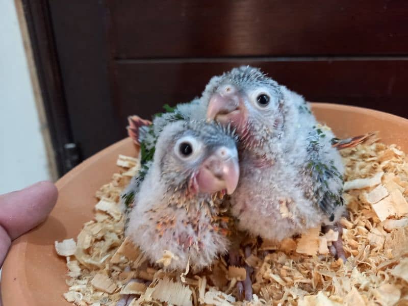Red factor conures parrots chiks 3