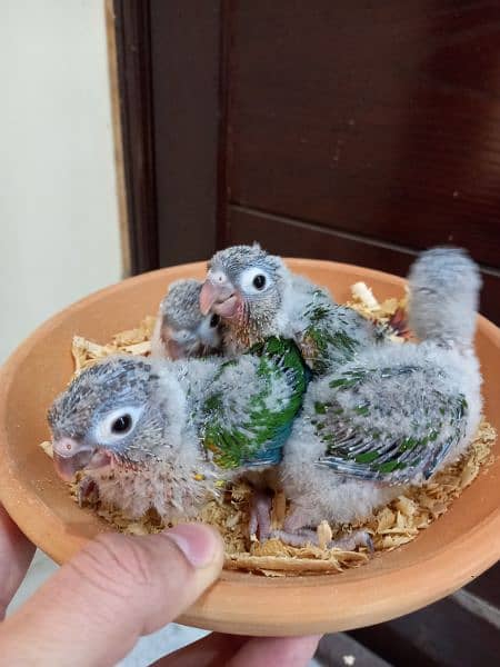 Red factor conures parrots chiks 4