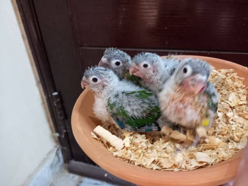 Red factor conures parrots chiks 6