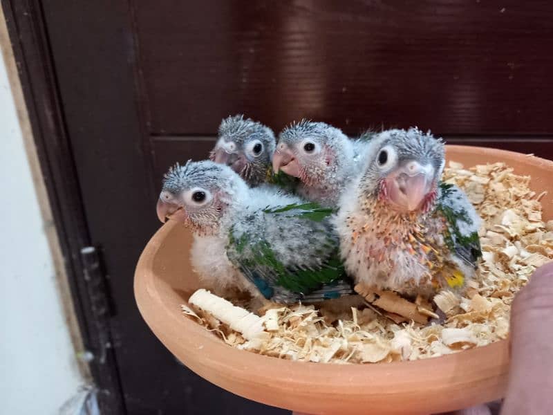 Red factor conures parrots chiks 7