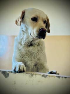 Labrador male age 1 year urgent sale