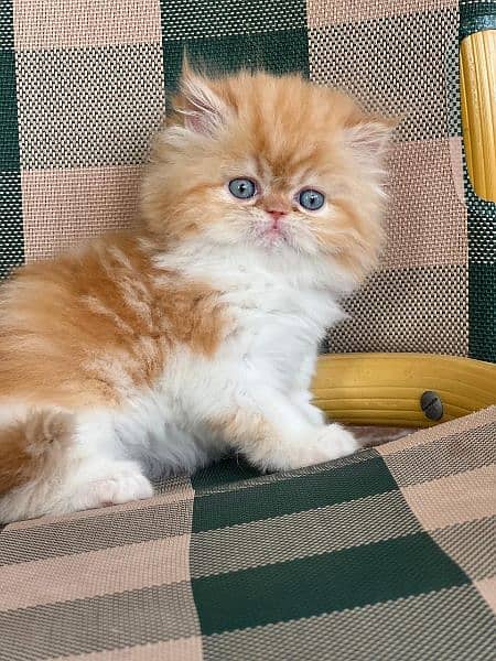 persian cat extreme punch face | persian kitten | tripple coat | cat | 2