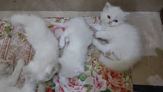 Persian kittens triple coat