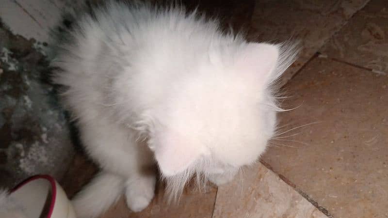 we have 5 male and female kittens with beautiful eyes 2