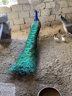 peacock pair 0