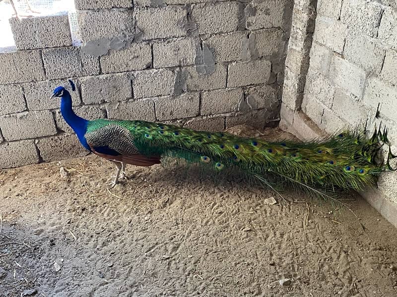 peacock pair 5