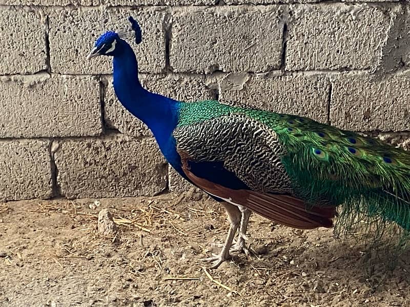 peacock pair 6