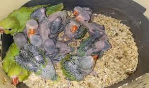 ringneck baby chicks available only WhatsApp