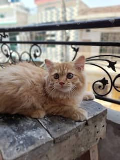 Persian male orange cat 0
