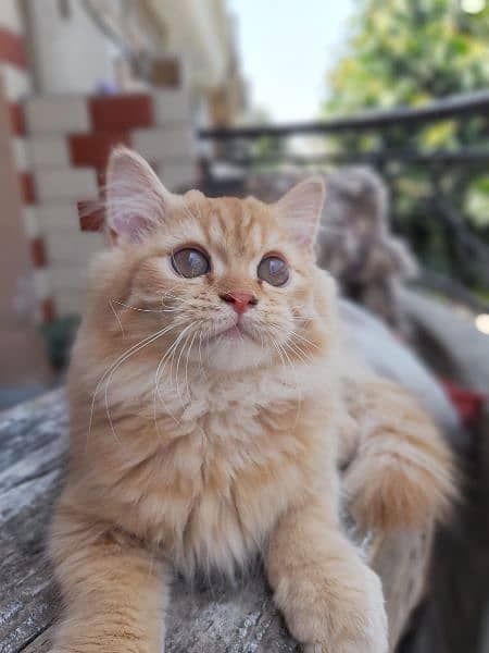 Persian male orange cat 1