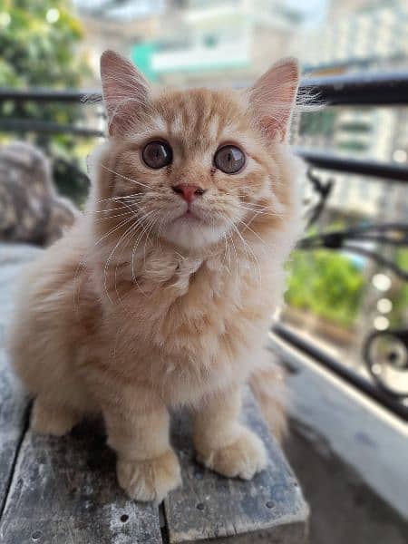Persian male orange cat 2