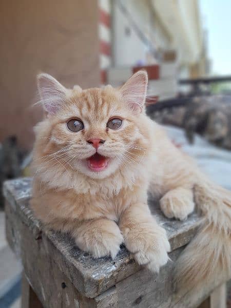 Persian male orange cat 3