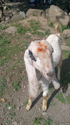I sell my 3 goats rajanpuri goats demand 110k