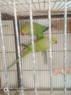 Ring neck breaddder pairs for sale and Ring neck chick for sale