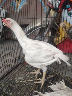 Indian beak parrot female available for sale