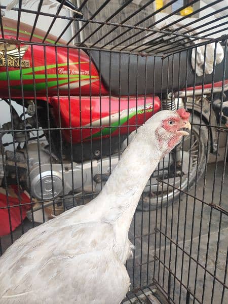 Indian beak parrot female available for sale 1